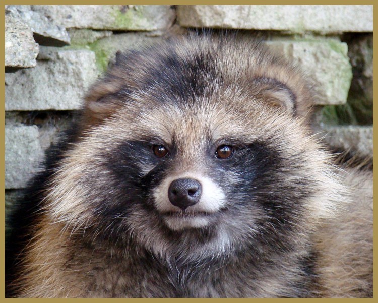 Енотовидная собака в Пермском крае