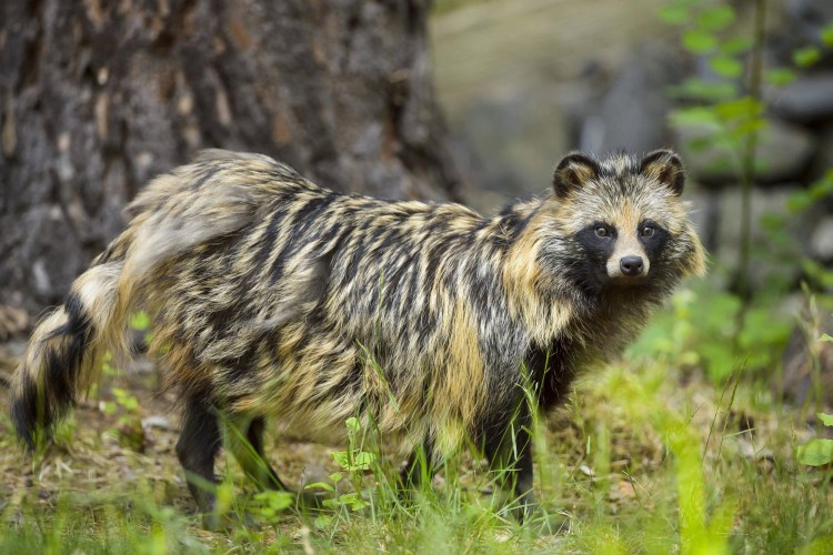 Енотовидная собака черная