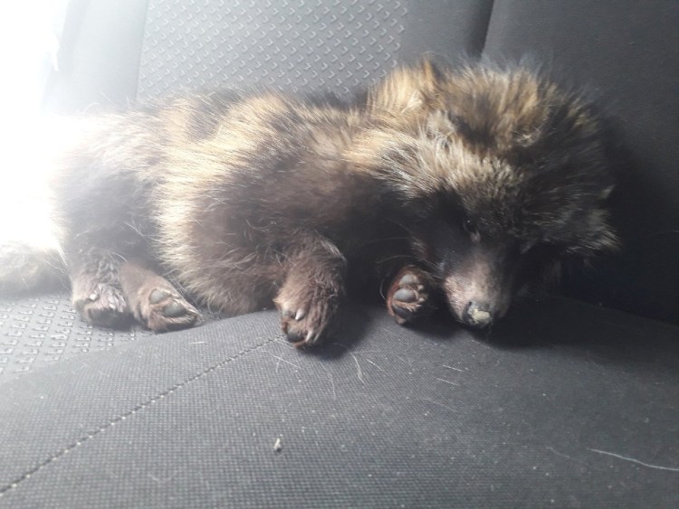 Енотовидная собака Буба