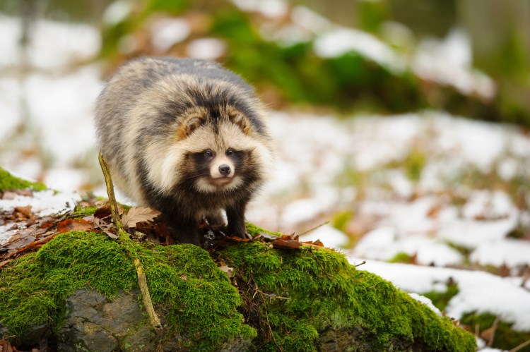 Енотовидная собака тануеа