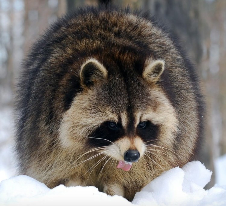 Енотовидная собака в Кировской