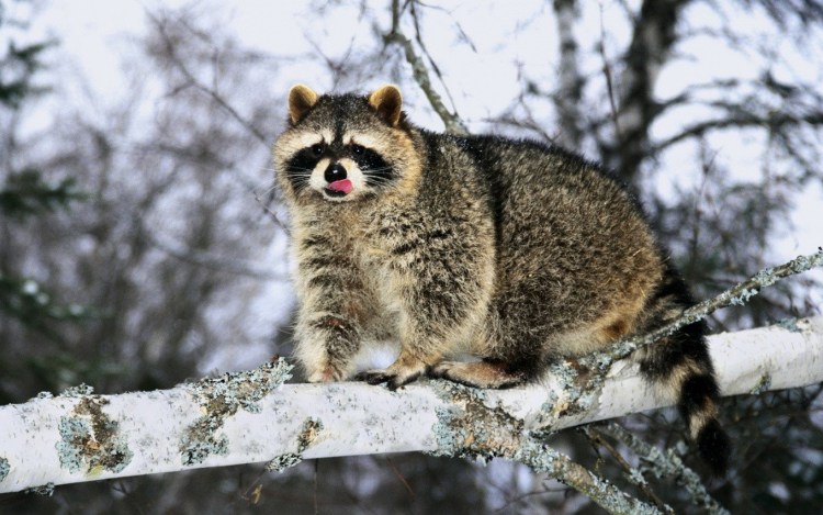 Енот Сибирский