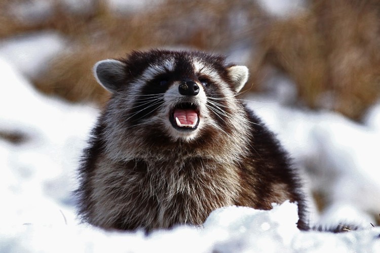 Енот полоскун зимой