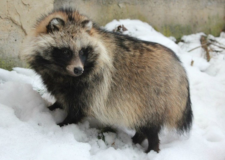 Енотовидная собака Амурская область