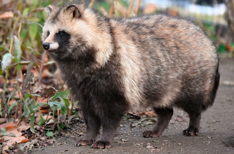Енотовидная собака в Кировской области
