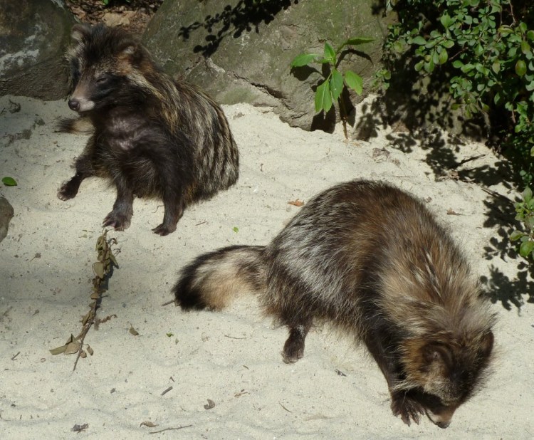 Болоньский заповедник фауна
