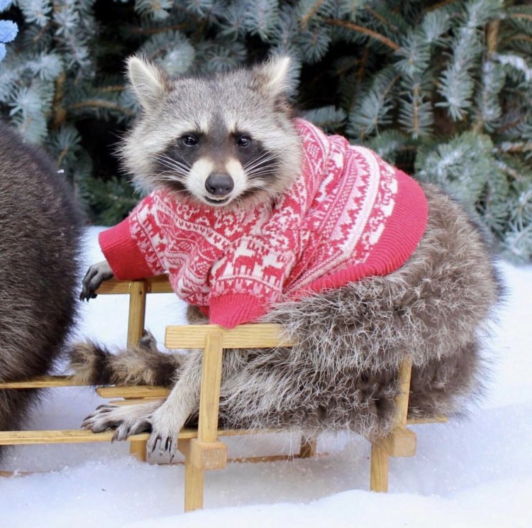 Щенки енотовидной собаки зимой