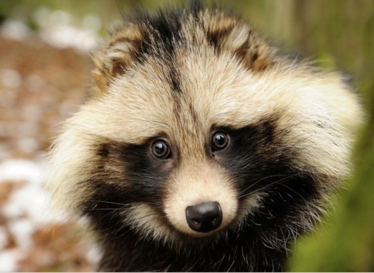 Енотовидная собака лежит