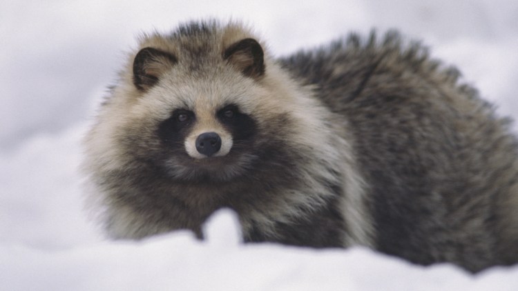 Енотовидная собака Тануки