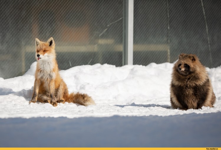 Северный полюс енотовидная собака