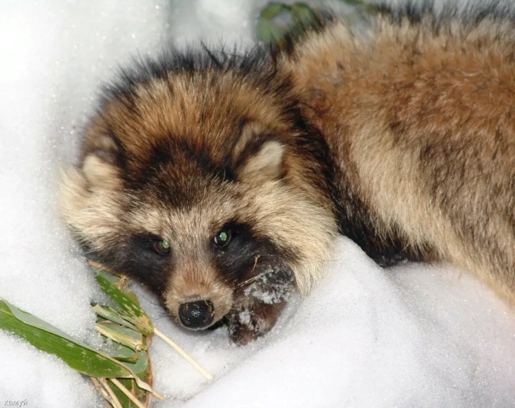 Енотовидная собака ХМАО