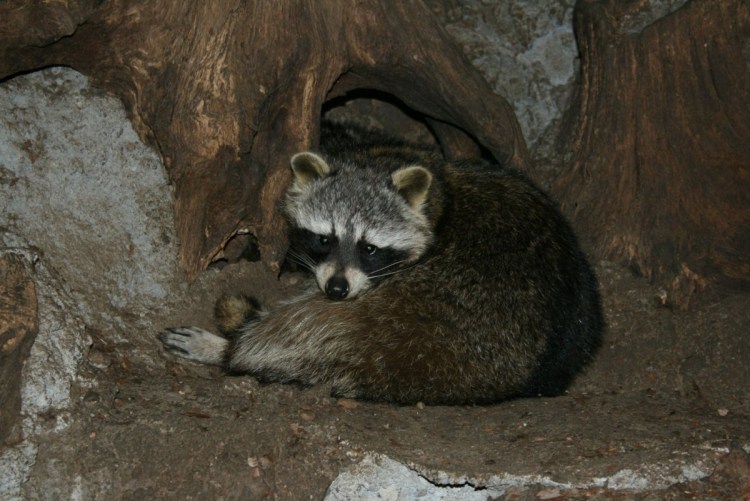 Енотовидная собака зимой