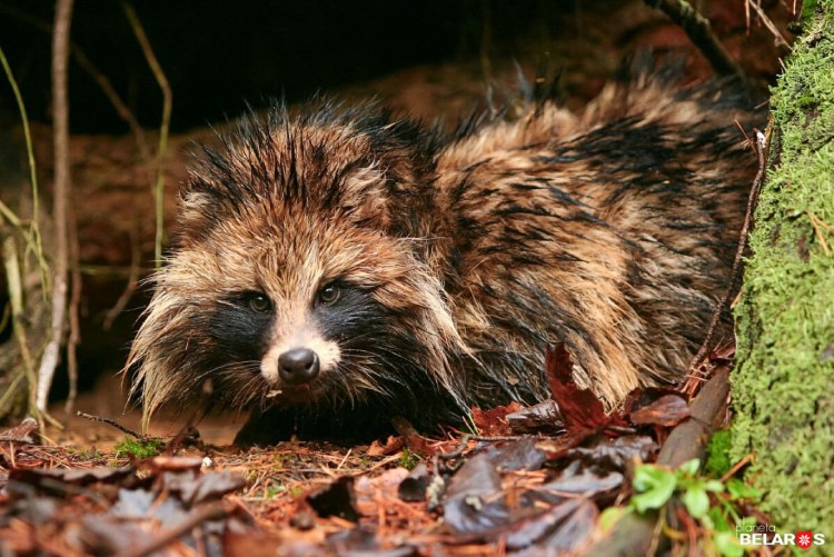 Енотовидная собака в Ленинградской области зимой