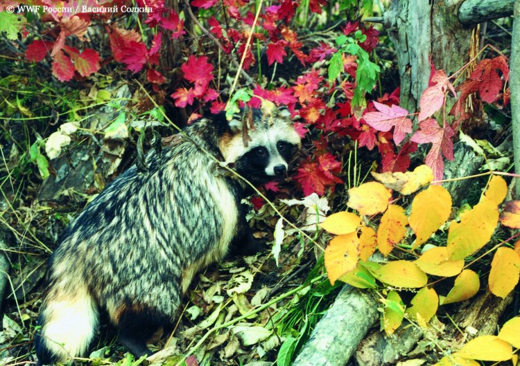 Енотовидная собака и Лис