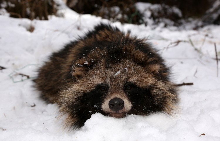 Приморский сафари парк июль 2021