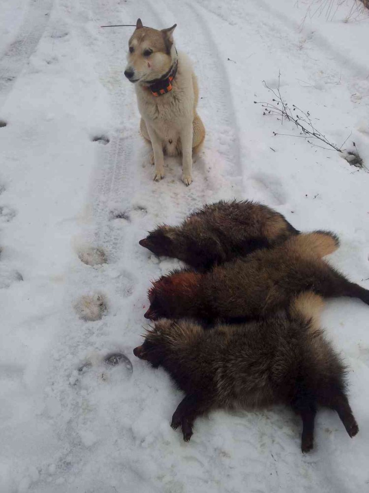 Енотовидная собака ХМАО