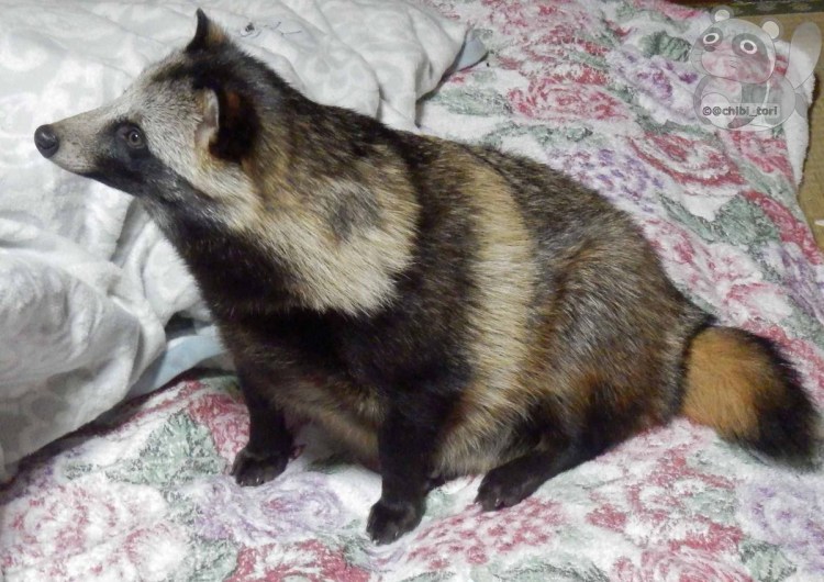 Нора енотовидной собаки