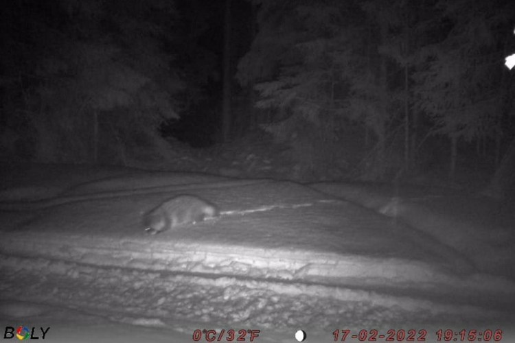 Енотовидная собака Япония