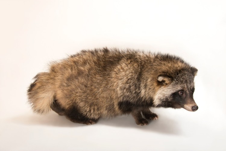 Енот в снегу