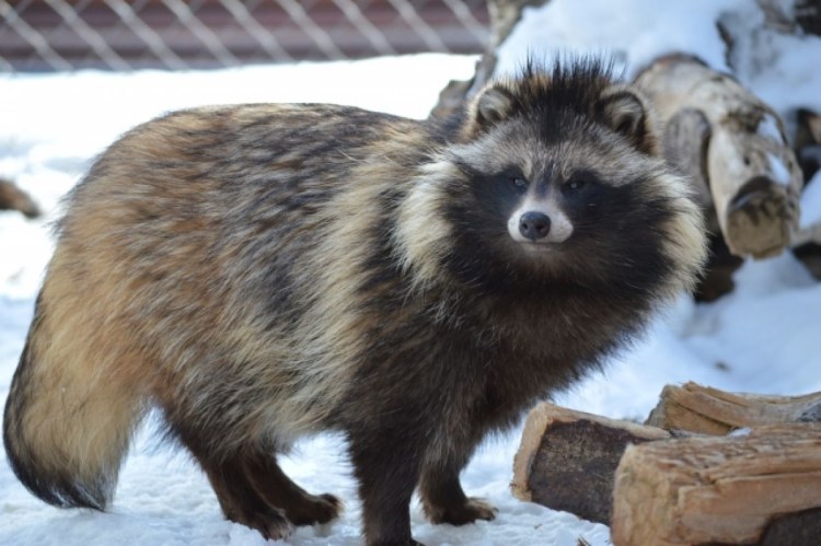 Барсук и енотовидная собака