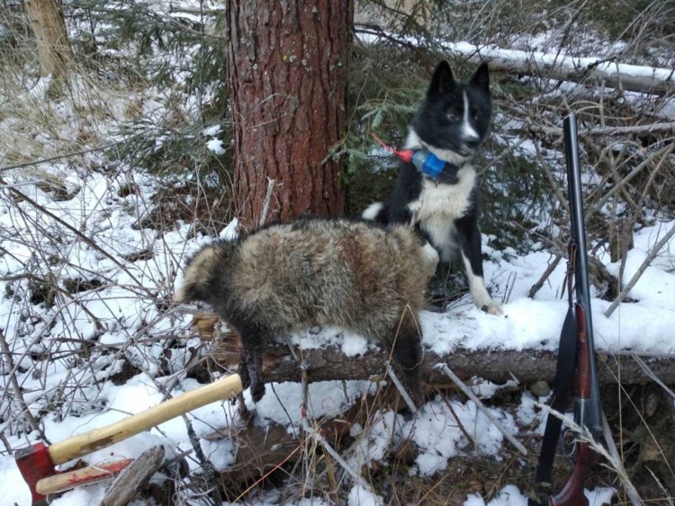 Енотовидная собака в Кировской области