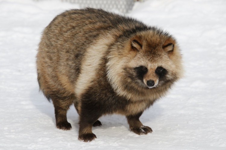 Енотовидная собака и волк