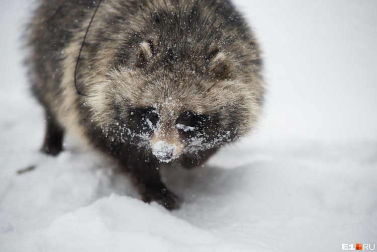 Енотовидная собака Сибирская