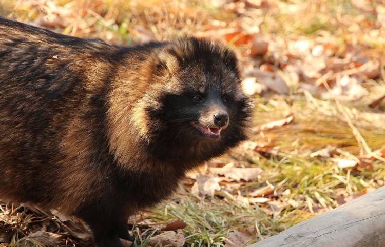 Воронежский государственный заповедник енотовидная собака