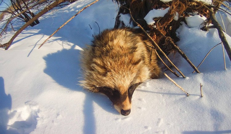 Тебердинский заповедник енотовидные собаки