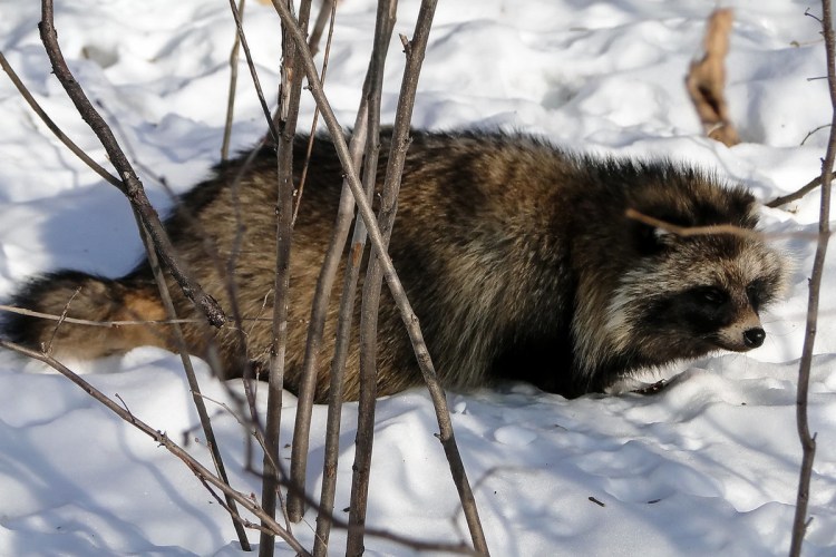 Енотовидная собака лапы