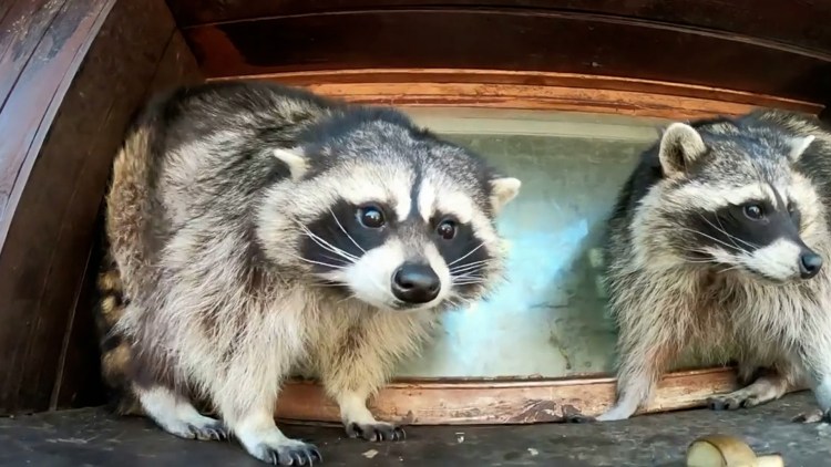 Енотовидная собака сзади