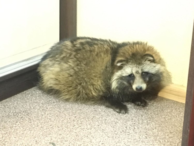 Енотовидная Нора