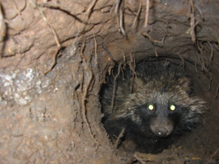 Енотовидная собака Тануки