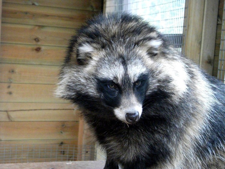 Собака Тануки енотовидная собака