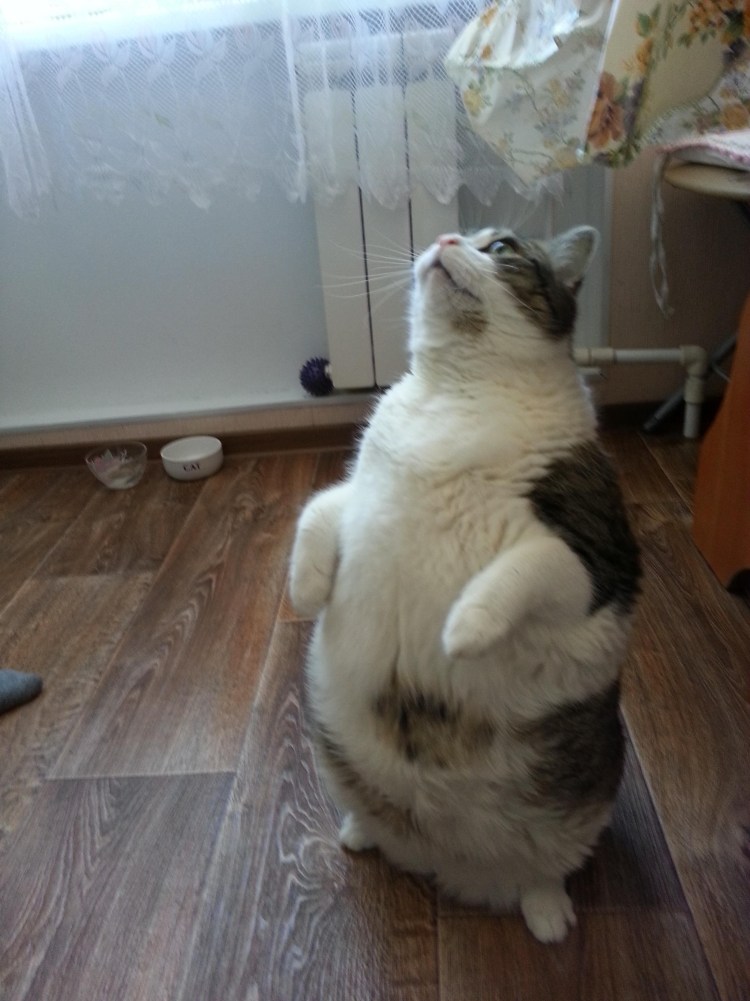 Рыжий кот на задних лапах