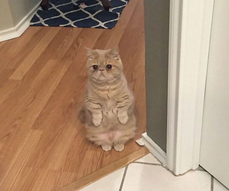 Котик на задних лапках