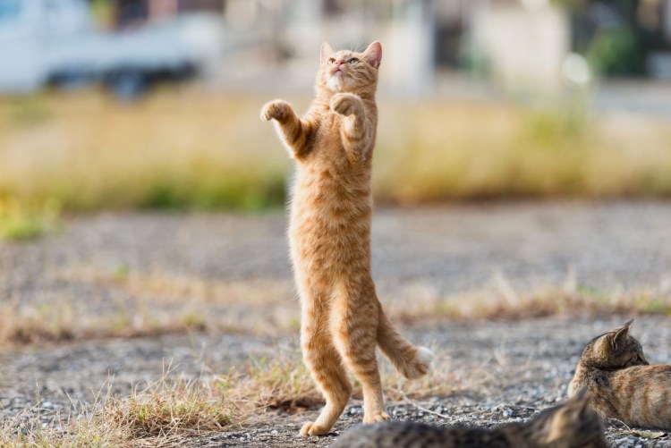 Котик стоит на задних лапах