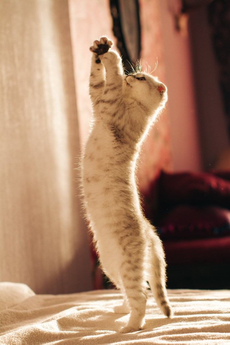 Кошка тянется