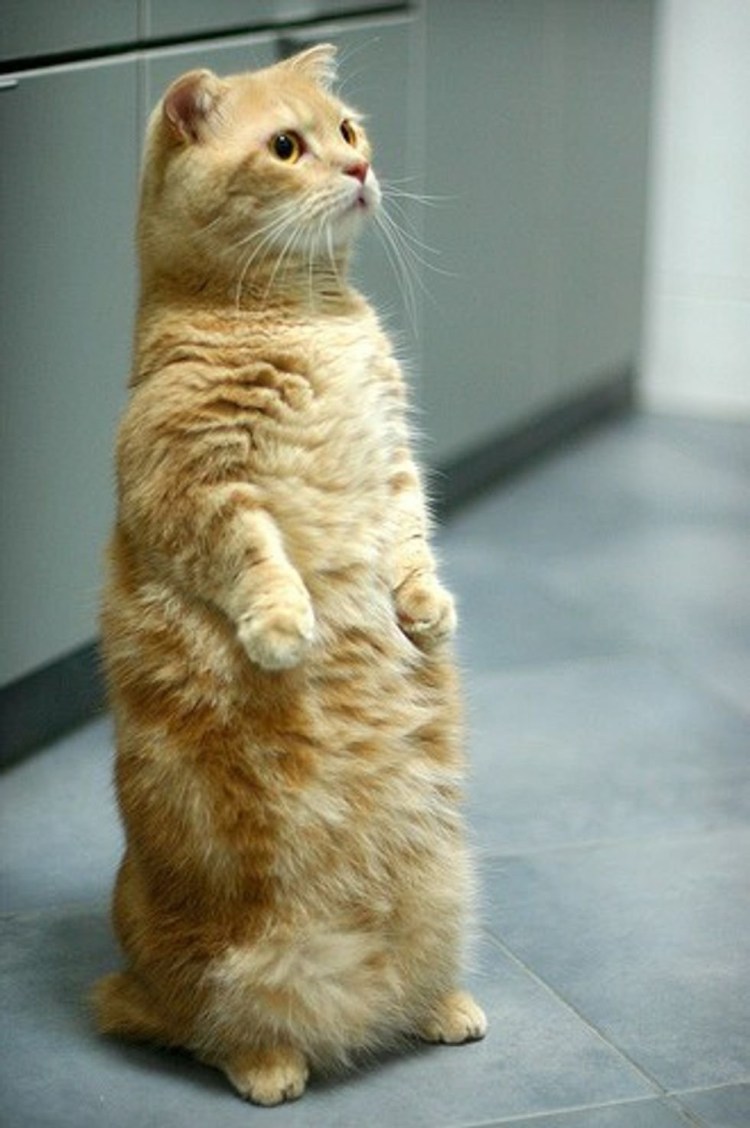 Котик сидит на задних лапах