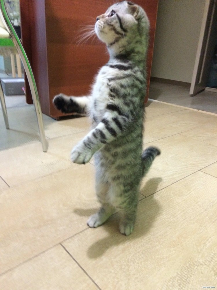 Кот стоящий на задних лапах