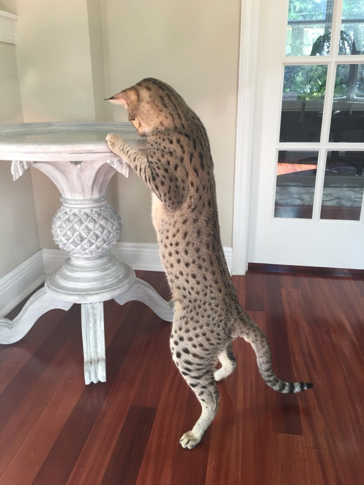 Стоящие кошки