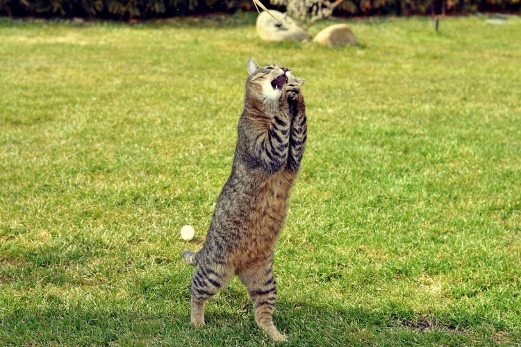 Кошка стоит на задних лапах