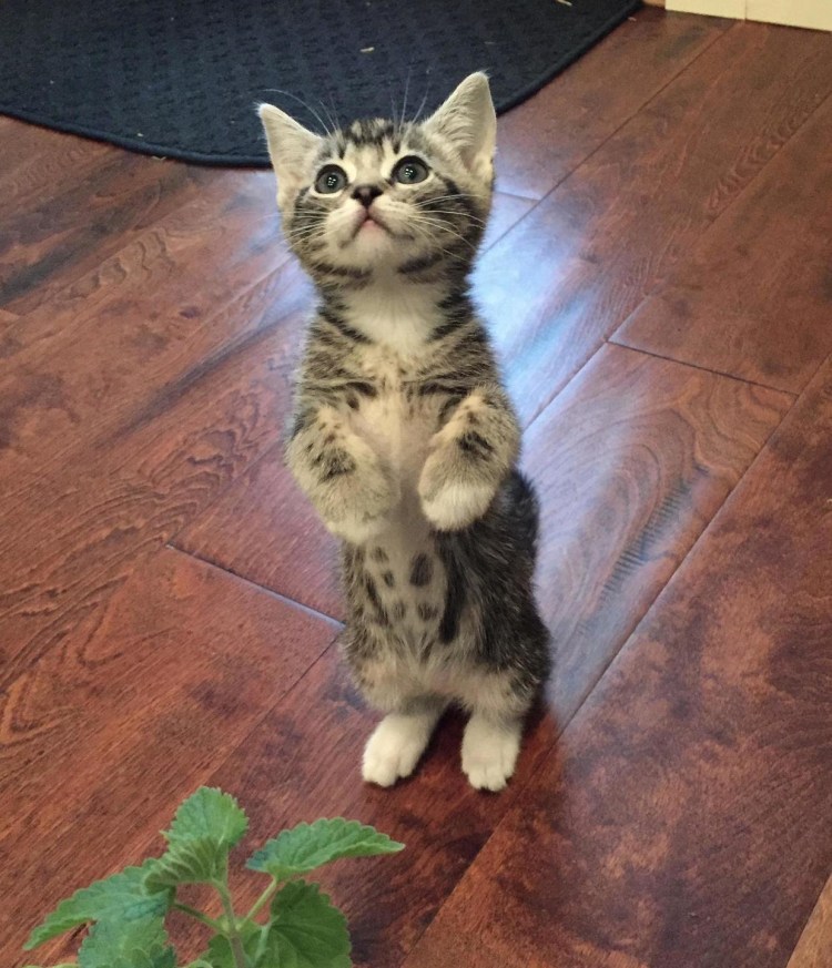 Котик на задних лапках