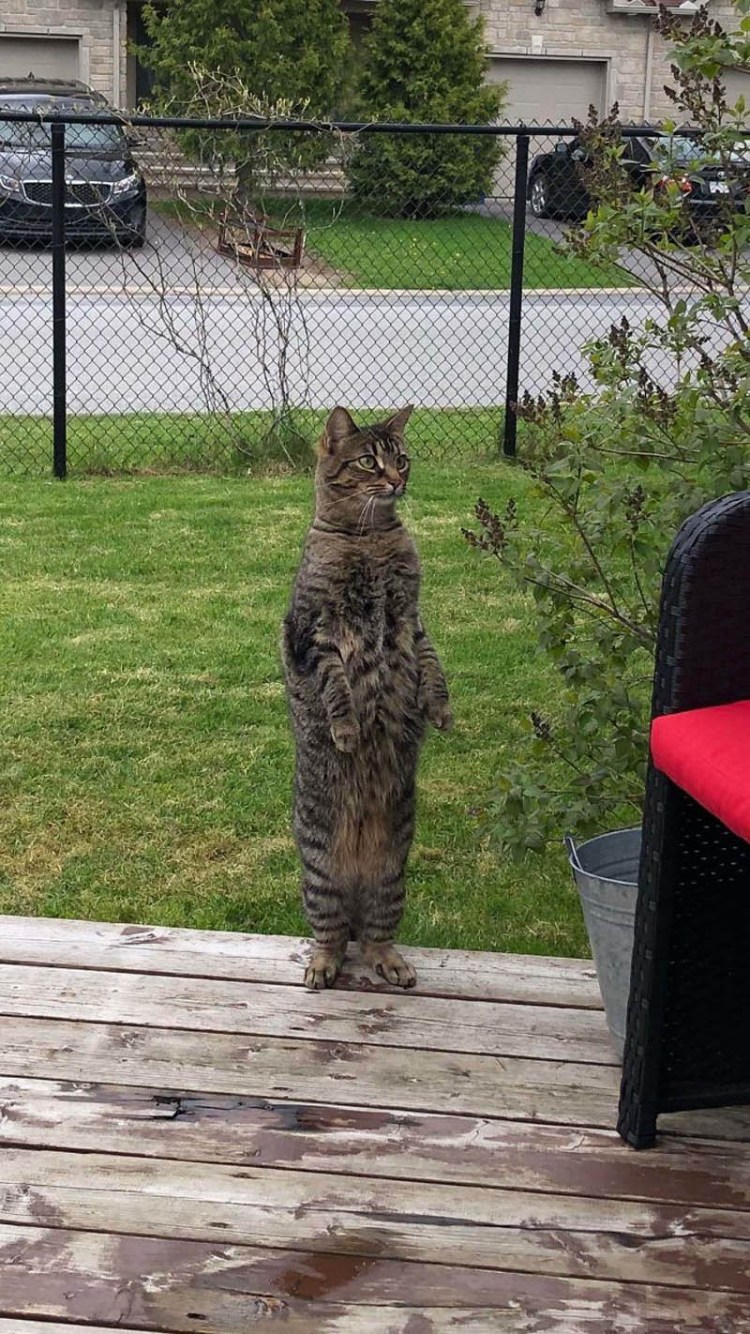 Котик на задних лапках