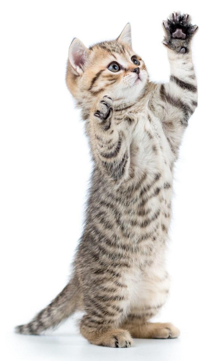 Котик на задних лапках