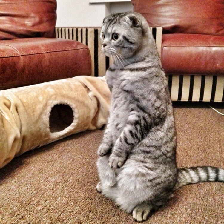 Кошка стоит на задних лапах