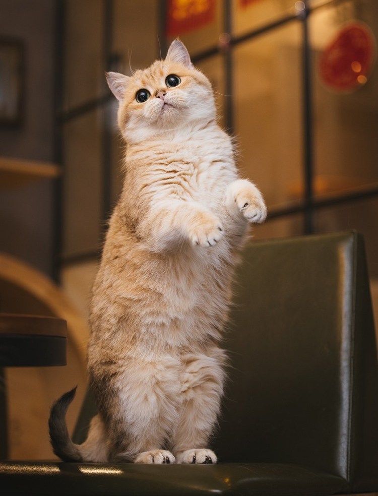 Кошка стоит на задних лапах