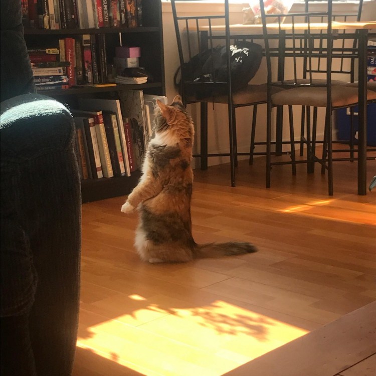 Манчкин порода кошек сидит