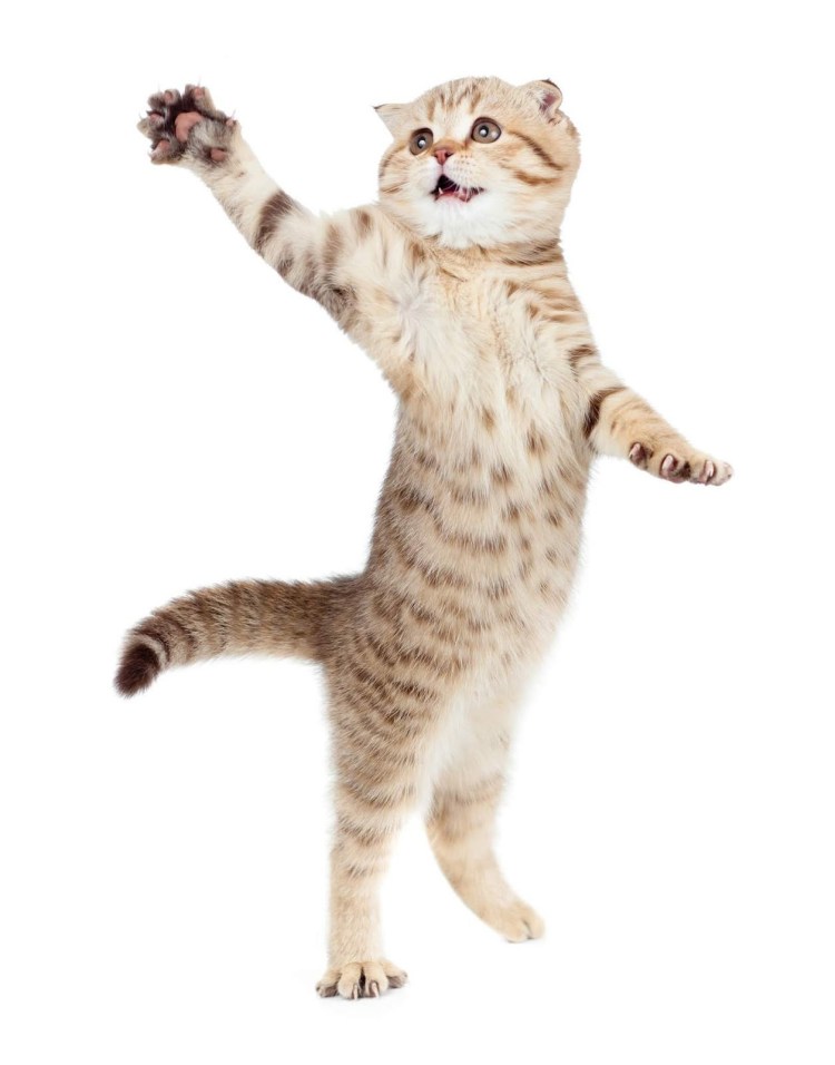 Манчкин кинкалоу