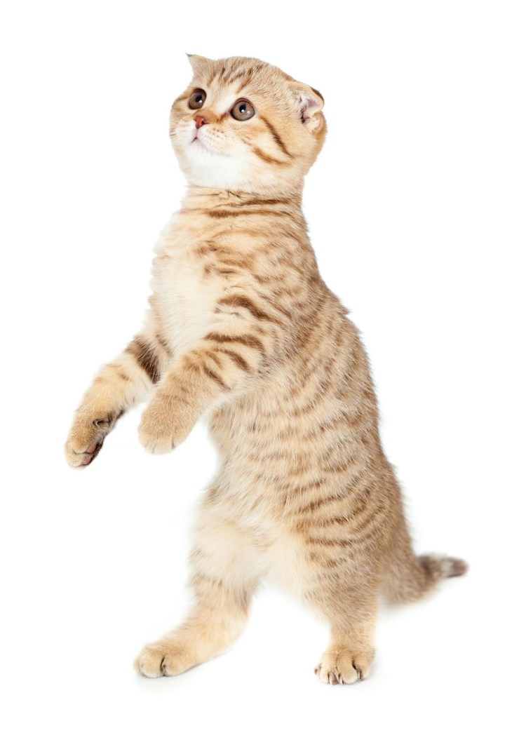 Скоттиш-фолд Шотландская вислоухая кошка задние